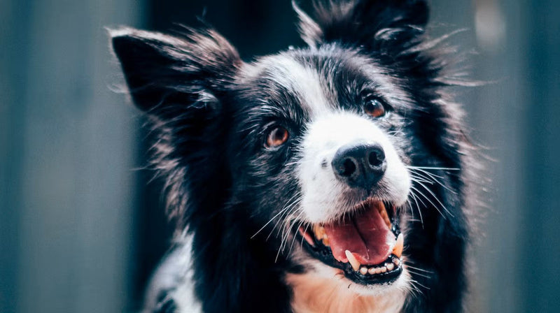 Signs your dog needs prebiotics or probiotics
