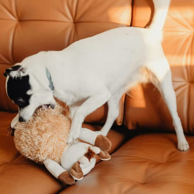 Important signs your dog may be sick