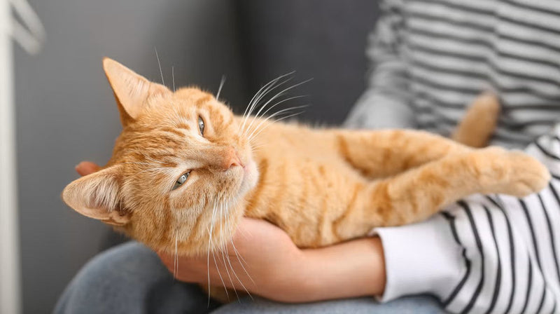 Ginger cat laying on owners are.