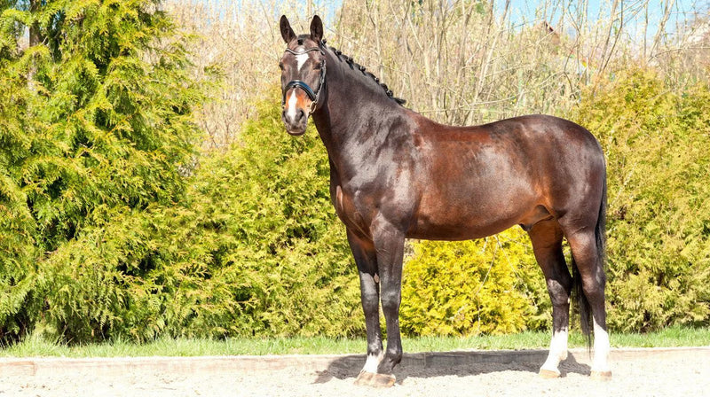 Support Stallion Fertility and Gut Health