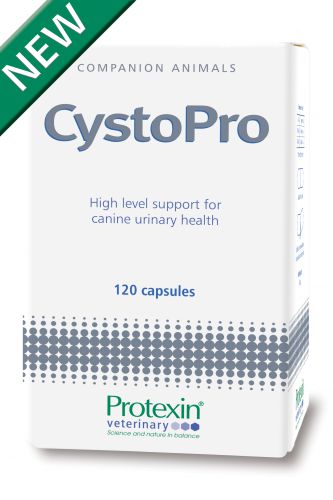 New Product to Support Urinary Health in Dogs - CystoPro!