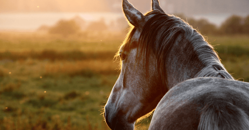 Free Faecal Water Syndrome in Horses: Guide