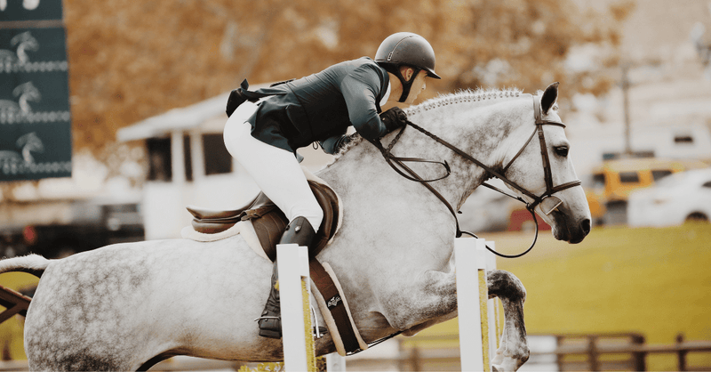 Ulcers in Horses Guide; Risk Factors, Signs, Causes and Treatment