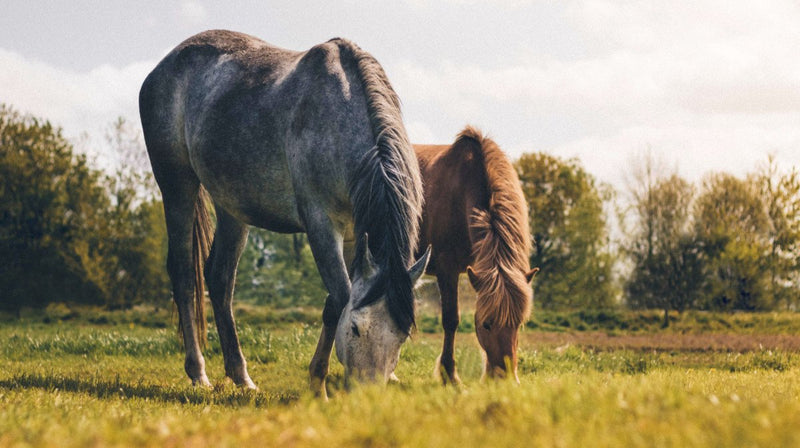 Guide to Heatstroke in Horses
