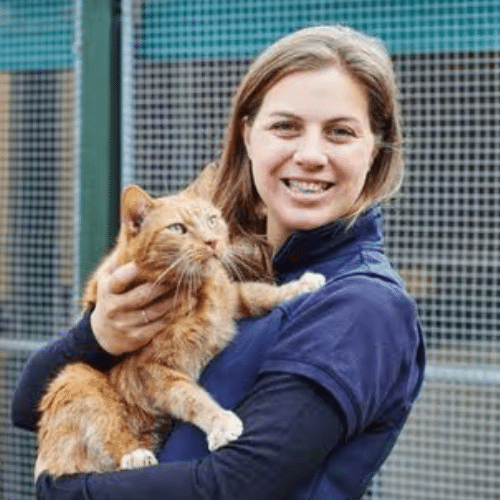 Feline Insights: Mastering Cat Behaviour for the Veterinary Team