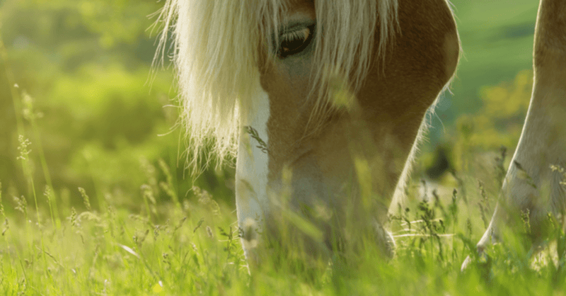 Preparing for the Winter – A Vet’s Perspective