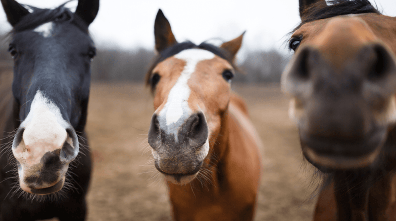 11 Tips for Maintaining Gut Health for Horses