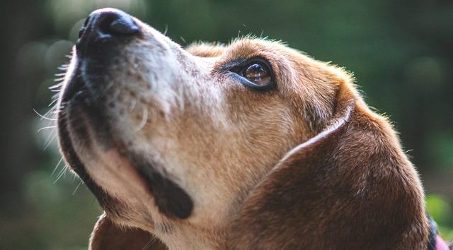 Changing your pet’s diet