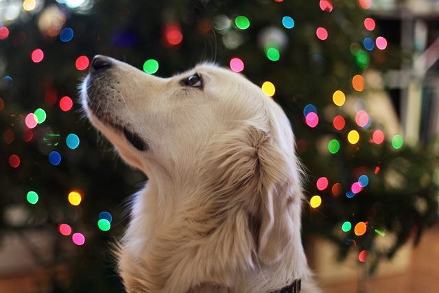 Foods to avoid over the festive period