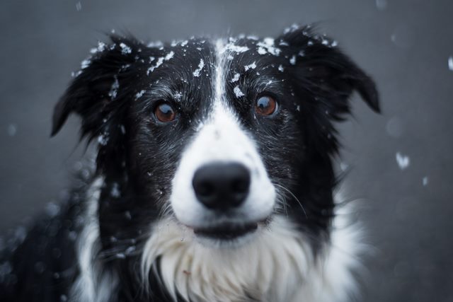 How to help manage stiffness and mobility difficulties in your Pet
