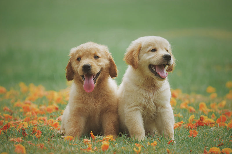 Preparing for your new puppy or kitten