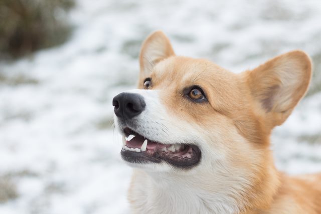 Winter Walkies