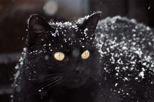 Looking after your cat in winter
