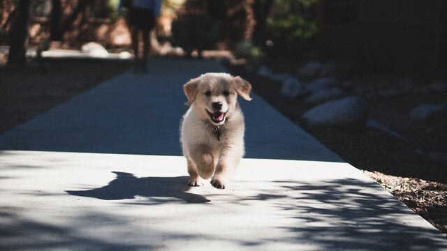 New puppy: Exercise and Socialisation