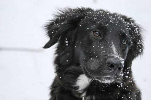 Looking after your dog in winter