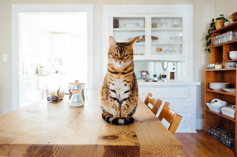 Your cat’s gut health