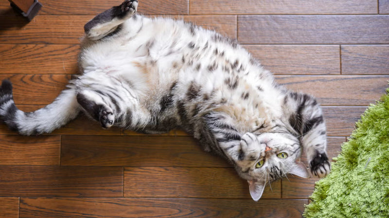 Does my cat need probiotics?