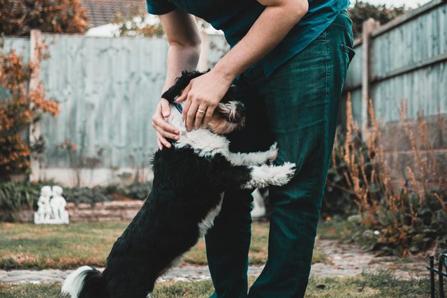 Top tips for preparing your dog for your return to work