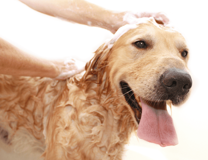 How can I look after my pet’s skin?