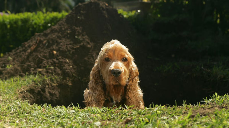 Where can you get probiotics for dogs?