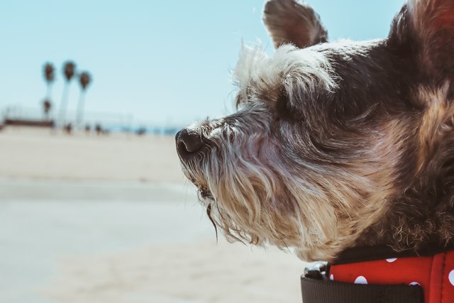 Top tips for a healthy and happy pet this summer