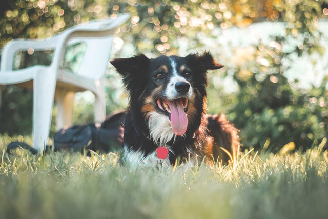 Keeping your Dog Cool and Comfortable this Summer