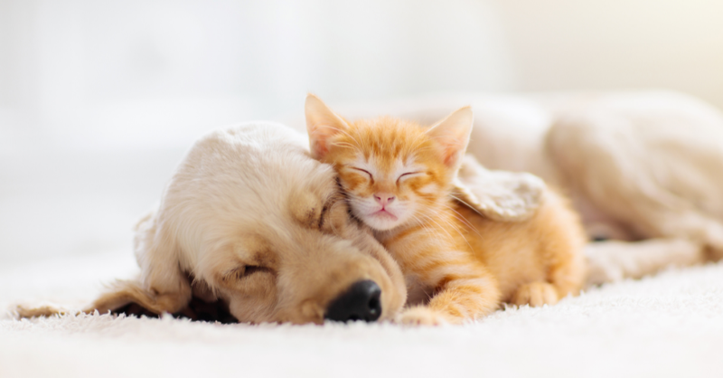 Considering your pet’s emotional needs
