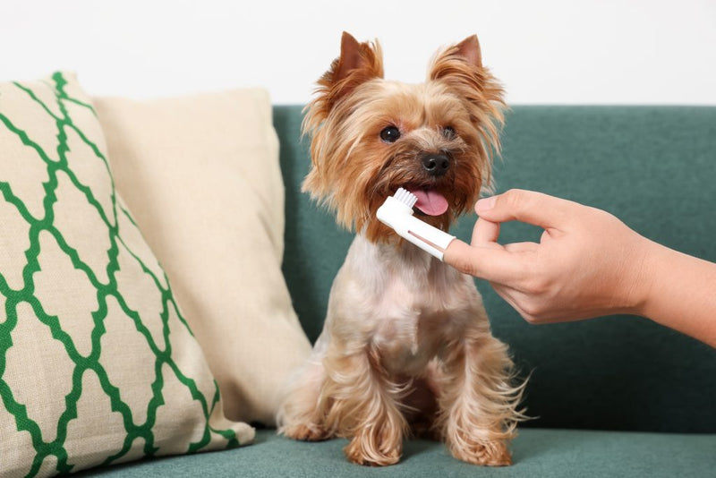 Why Dog Dental Cleaning Matters: From Plaque Control to Overall Health