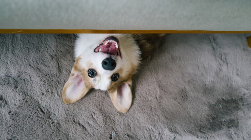 The best foods for dogs with sensitive stomachs