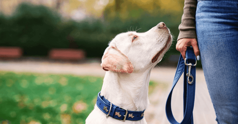 Selecting a suitable behaviourist