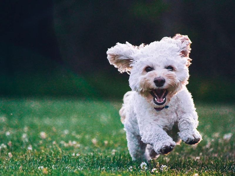 How to maintain your dog’s health