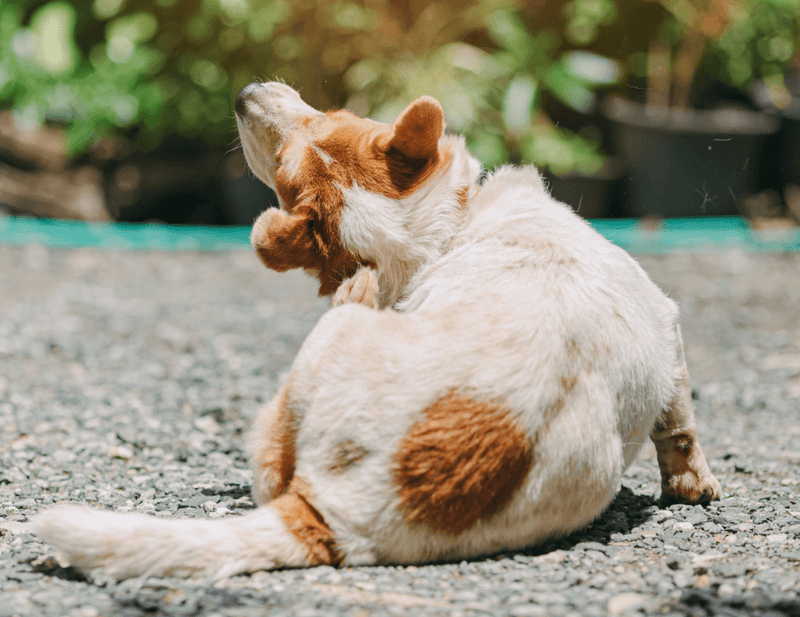 A guide to skin health for dogs and cats