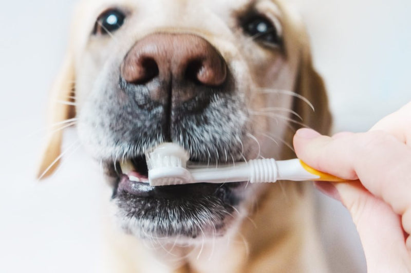 The Ultimate Guide to Dog and Cat Dental Care: Oral Microbiome, Brushing Tips & More