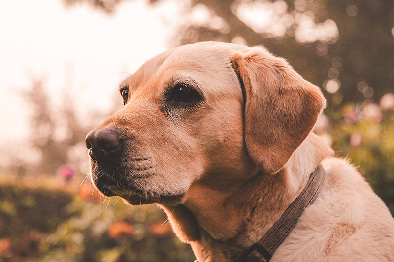 Management tips for dogs and cats with OA