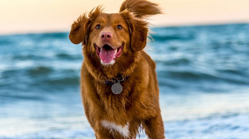 What are probiotics for dogs?