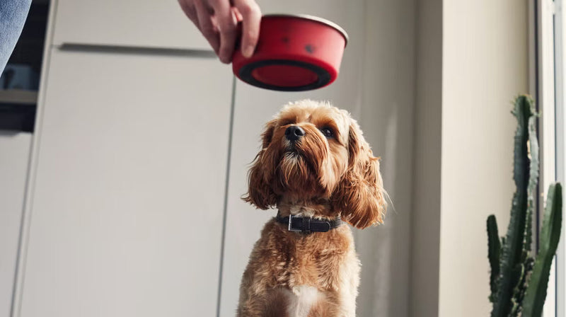 Canine Nutrition
