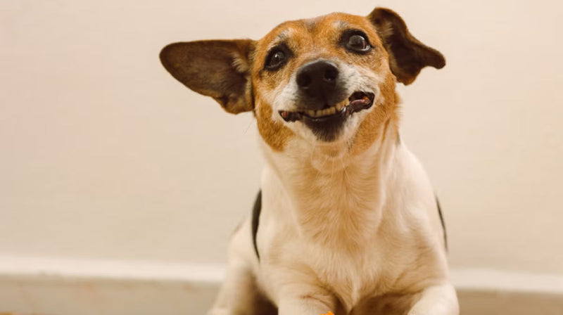 Your guide to vitamins and supplements for dogs