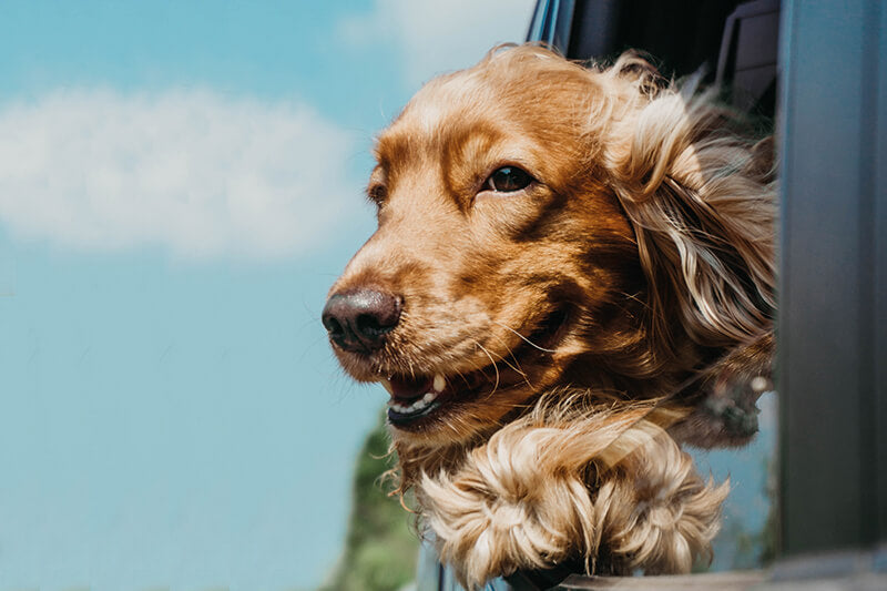 Travelling with your pet