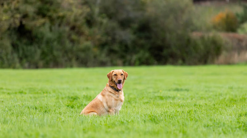 Dog Poo Explained: What should a healthy dog poo look like?