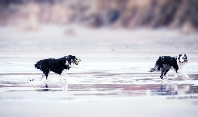Beach Behaviour