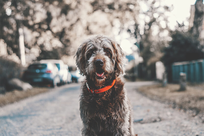 Top tips for exercising your arthritic dog