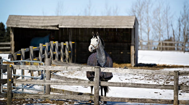 Tips for feeding your horse in winter