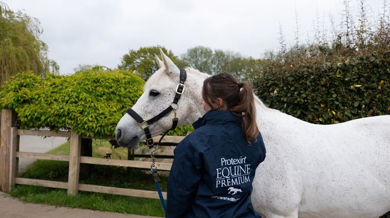Trot Before You Canter: Essential Tips for First-Time Horse Owners