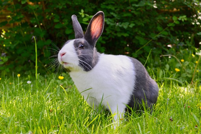 Nutritional needs for rabbits