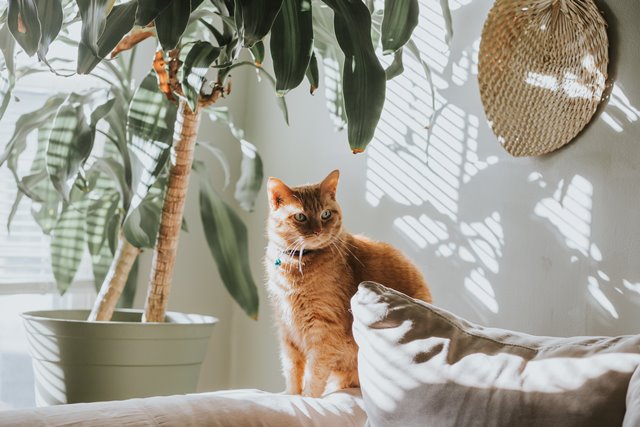 Common cat hazards