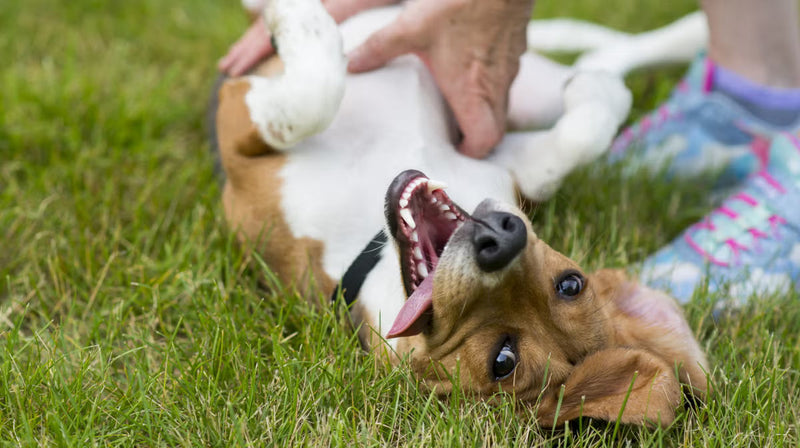 Do vets recommend probiotics for dogs?