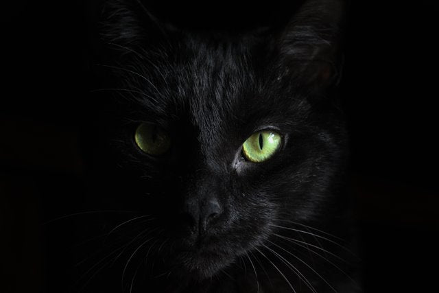 Halloween Pet Safety Tips
