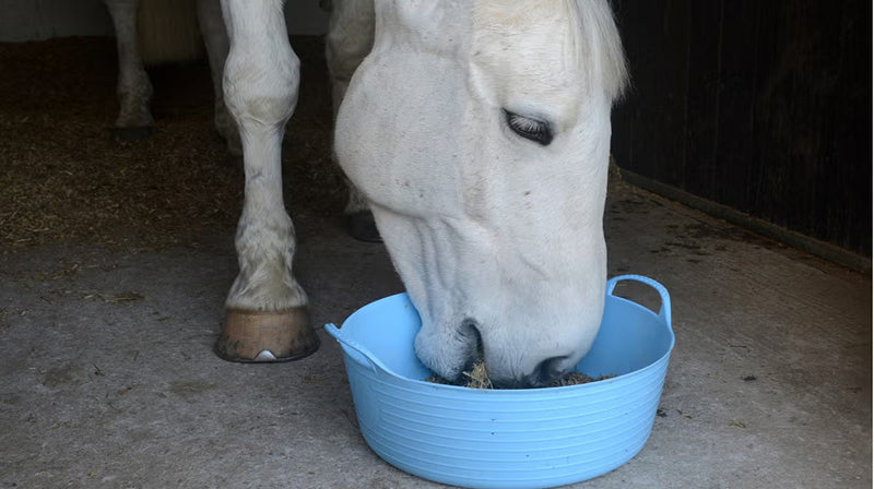 10 Tips For Managing Your Horses Weight