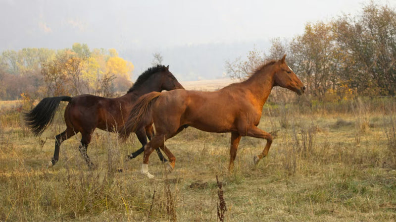 Atypical Myopathy: Knowing the Risks