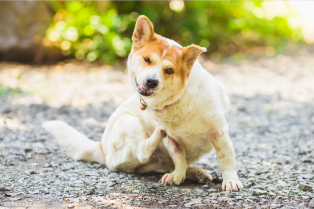 Why is my dog itching? A guide to atopic dermatitis